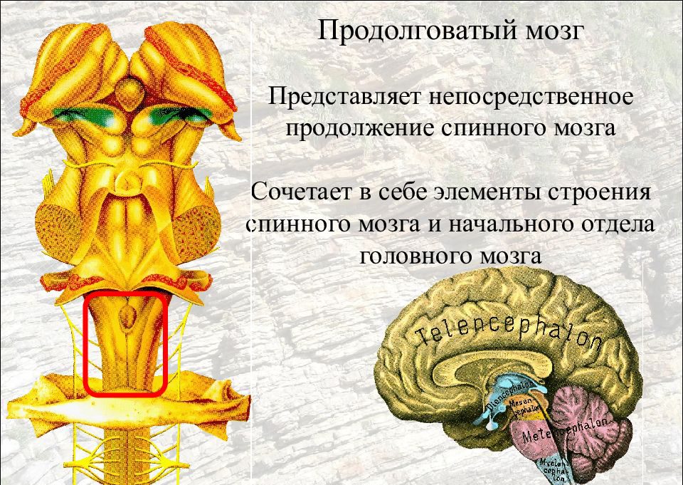 продолговатый мозг