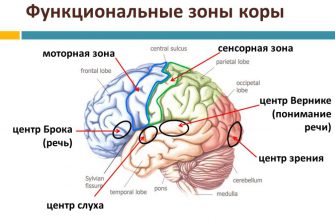 речевые зоны коры головного мозга